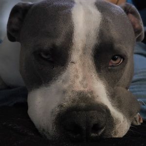 Meet your Posher, Thomas